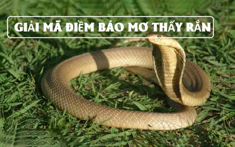 Mơ thấy rắn báo hiệu điềm tốt hay xấu? Lý giải chi tiết 1 Mơ thấy rắn là điềm gì? Lý giải chi tiết